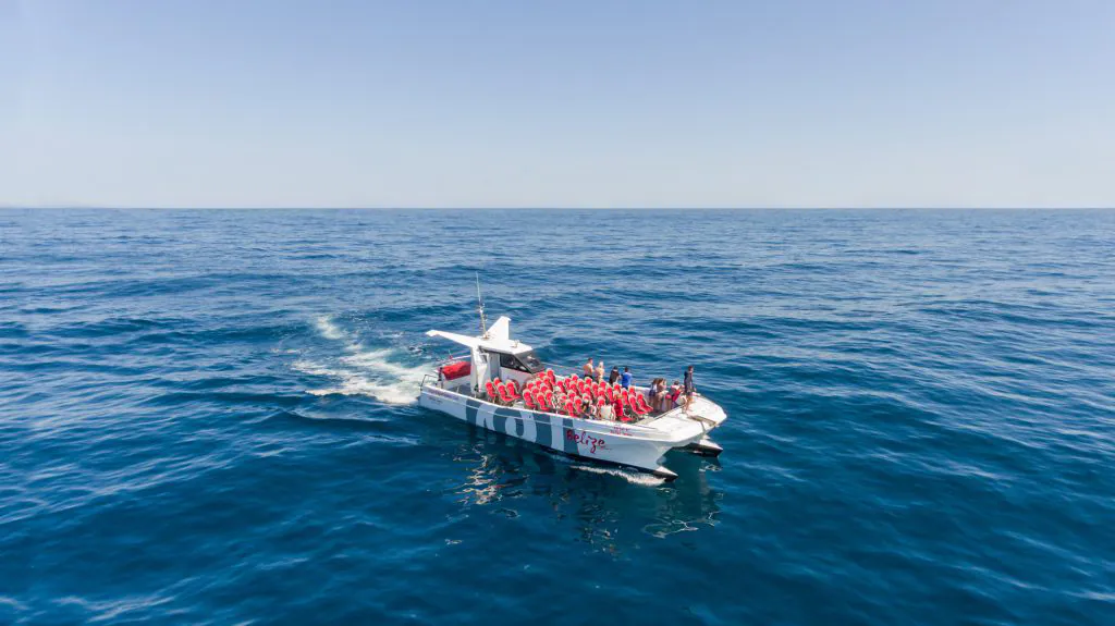 catamaran belize terceiro dolphin watching boat tour by algarexperience