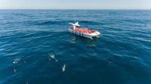 Passeio Golfinhos - Golfinhos e Grutas De Benagil - Catamaran - AlgarExperience, Enjoy The Sea