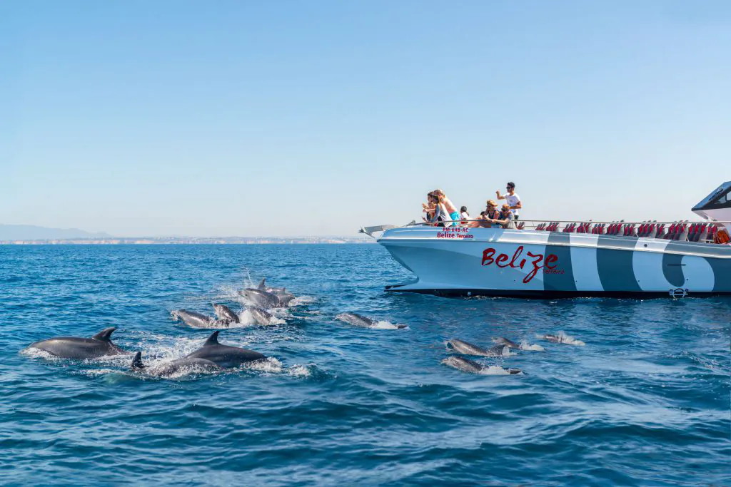 dolphin watching on the catamaran boat belize terceiro by algarexperience
