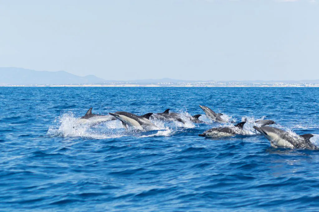 common dolphin watching in boat tour algarexperience
