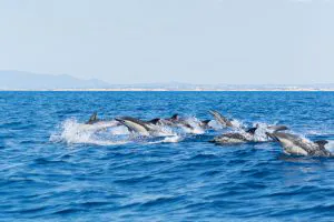 Bootstour mit Delfinen - Delfinbeobachtung - Algarve - Barbecue am Strand