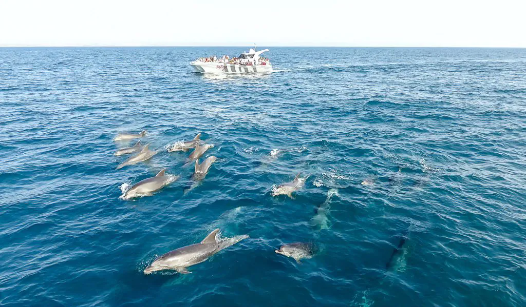 bottlenose dolphin watching catamaran boat trip by algarexperience