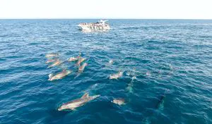 Golfinhos e Grutas De Benagil - Catamaran