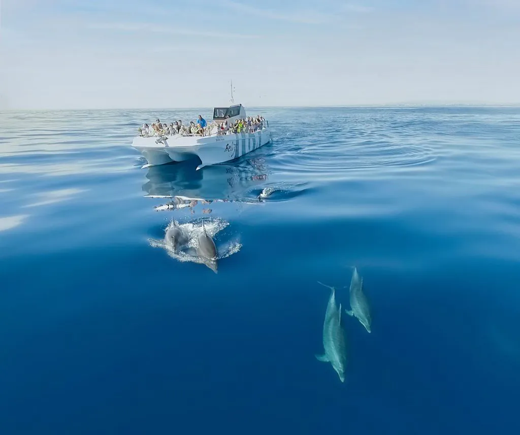 dolphins experience on catamaran belize terceiro boat trip algarexperience