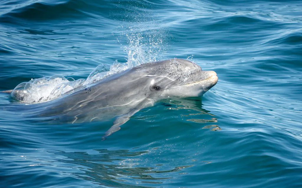 bottlenose dolphin watching boat trip algarexperience