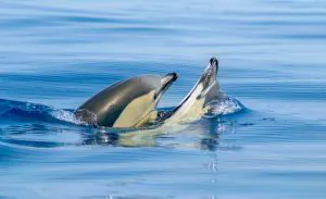 Delfinerlebnis-Tour - Delfinbeobachtung an der Algarve - Katamaran