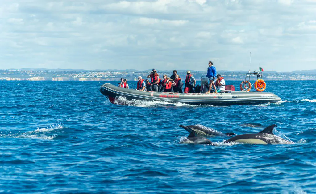 dolphins watching boat trip algarexperience