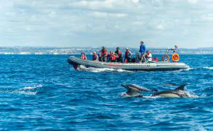 Albufeira Bootsausflüge - Gemeine Delfine - Delfine und Höhlen von Benagil - Semi-Rigiden