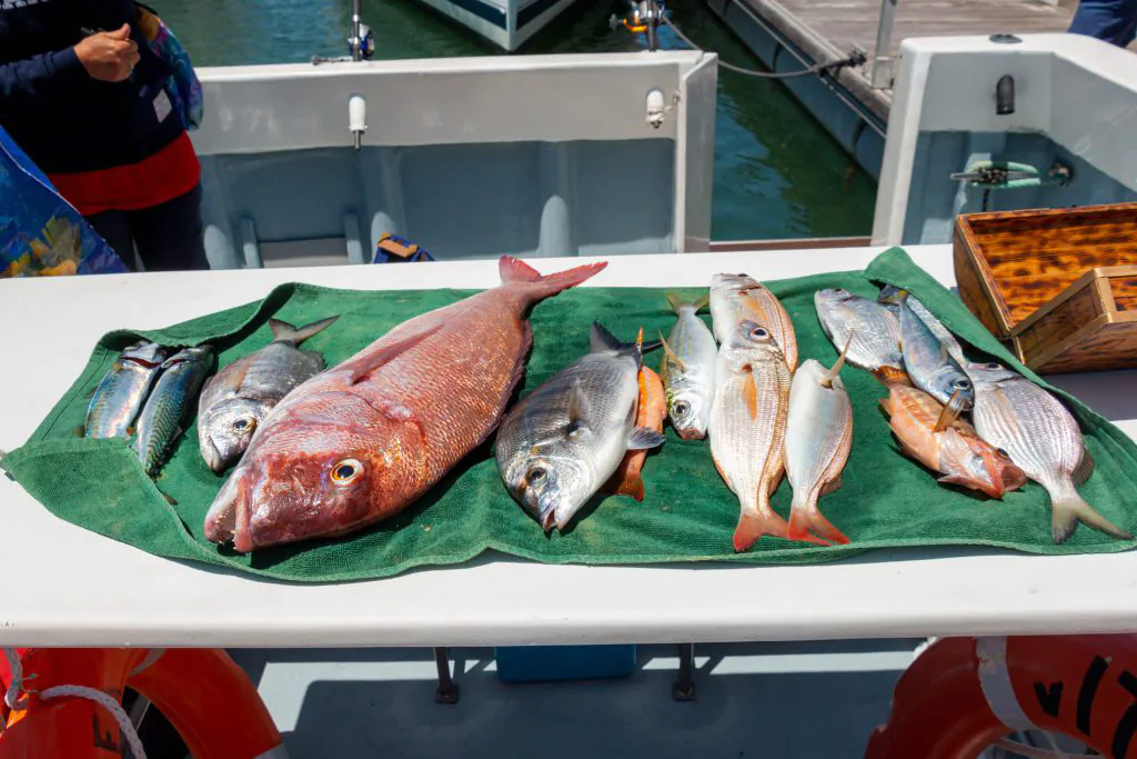 Pêche Albufeira Algarve - Pêche de Fond 3h
