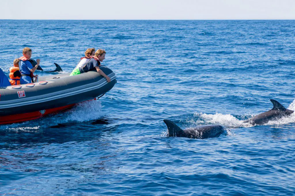 close to dolphins in boat tour experience by algarexperience