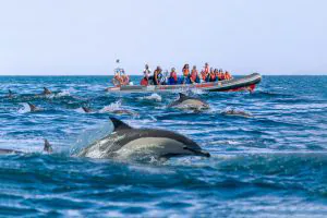 Passeio Golfinhos Albufeira - Golfinhos e Grutas De Benagil