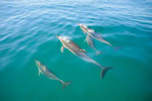 Delfine Albufeira - Delfine und Höhlen von Benagil - Semi-Rigiden
