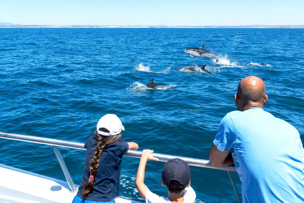 dolphins watching on the boat catamaran algarexperience