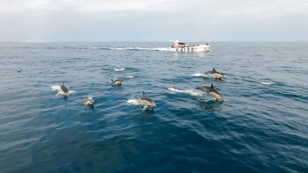 common dolphin watching catamaran boat trip by algarexperience