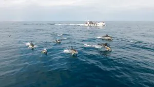 Dolphin Experience Tour - Dolphins Albufeira and the Benagil Caves - Catamaran