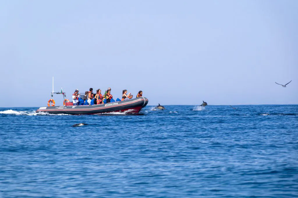 rib boat watching dolphins in dolphins and caves algarexperience
