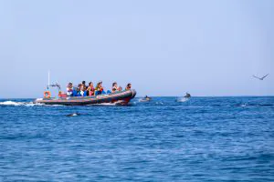 rib boat watching dolphins in dolphins and caves algarexperience