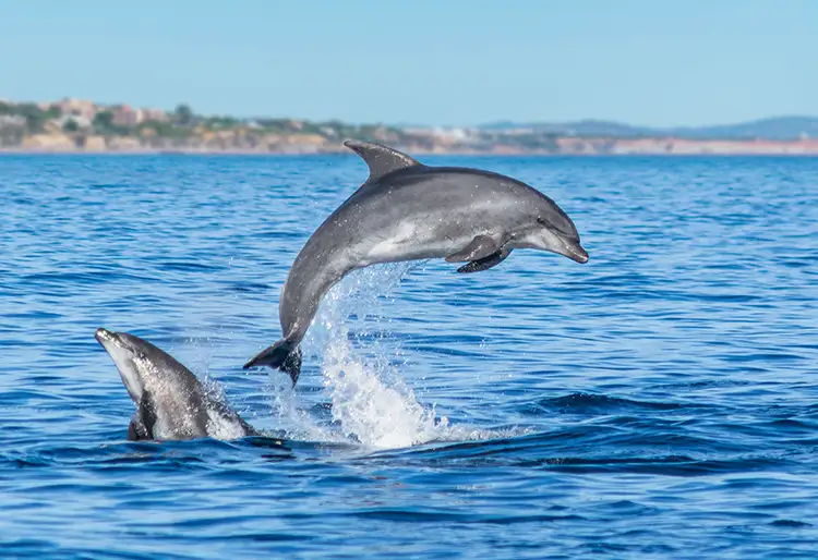 Dolphin Watching Algarve