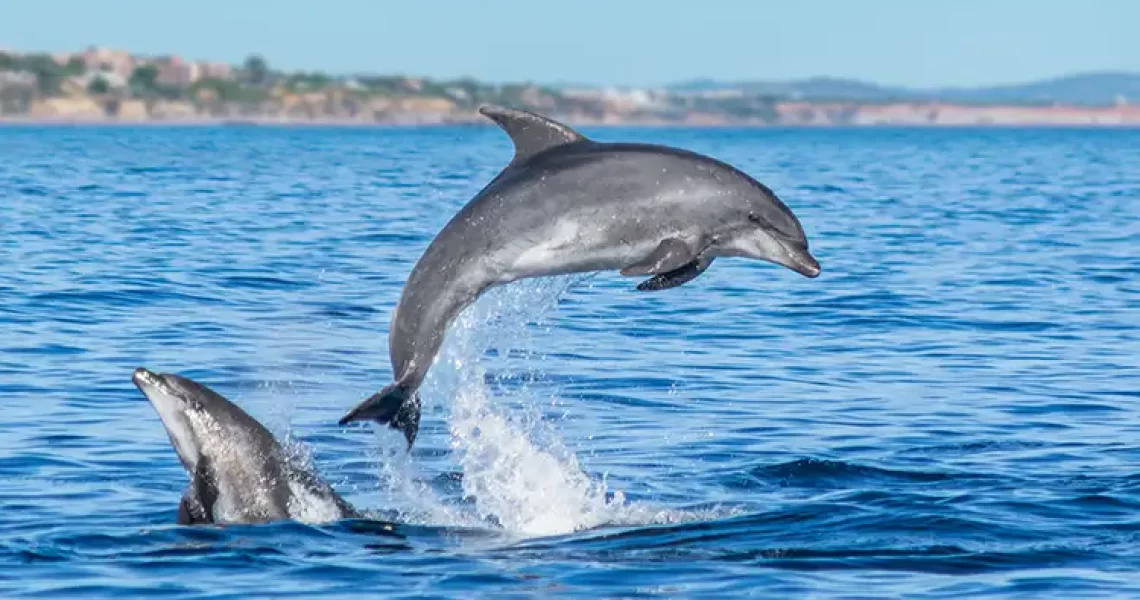 Observation des dauphins en Algarve
